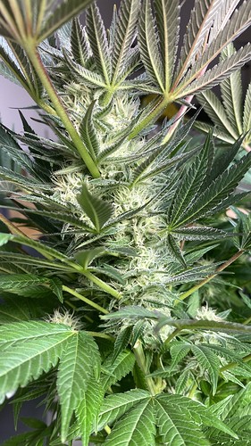Growreport Bild 26