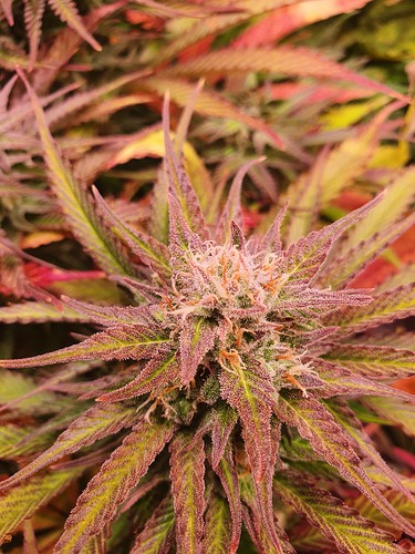 Growreport Bild 8