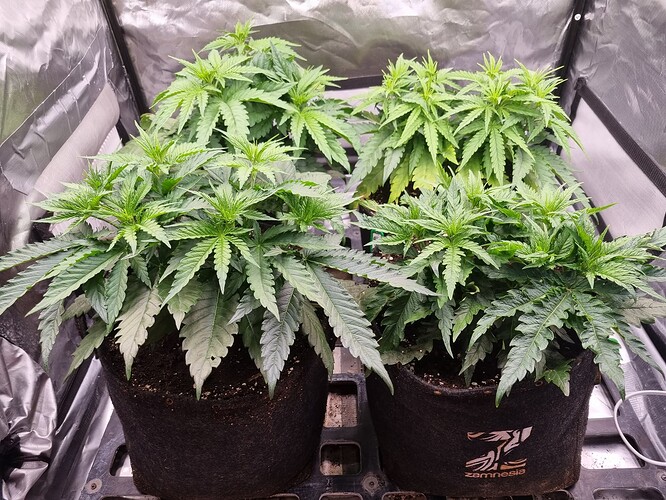 Growreport Bild 32
