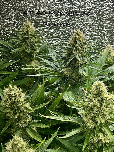 Growreport Bild 2