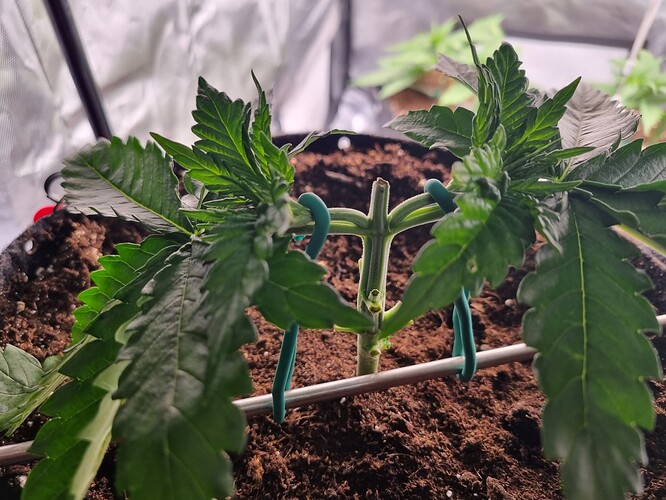 Growreport Bild 1