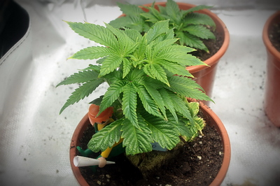 Growreport Bild 6