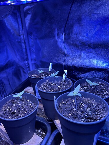 Growreport Bild 20