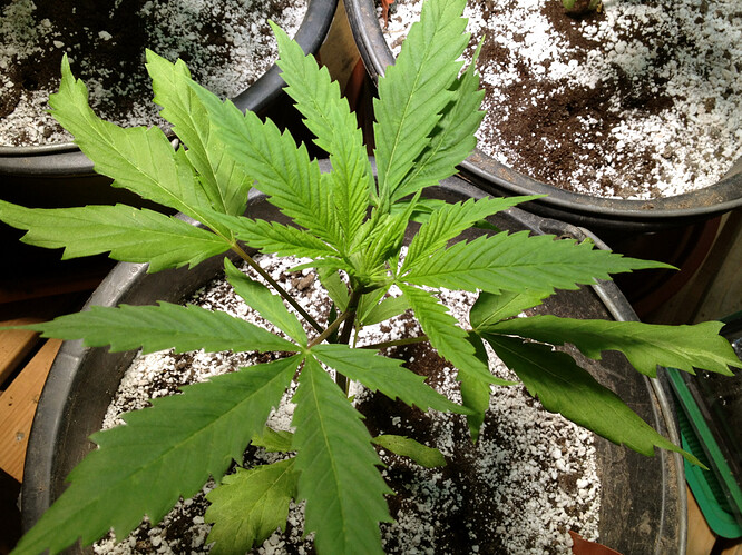 Growreport Bild 42