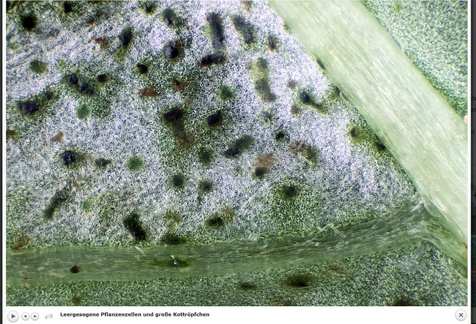 Screenshot 2022-01-17 at 00-10-44 Schäden - Kopie