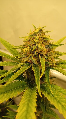 Growreport Bild 9