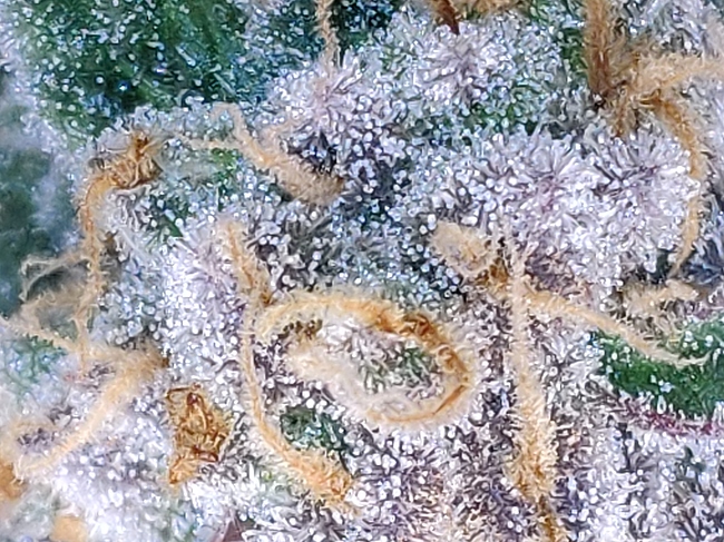 Growreport Bild 7