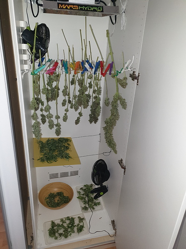 Growreport Bild 3