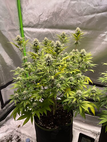 Growreport Bild 2