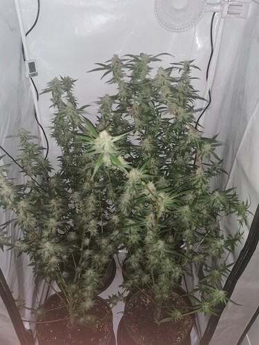 Growreport Bild 1
