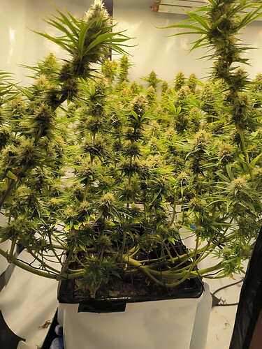 Growreport Bild 4