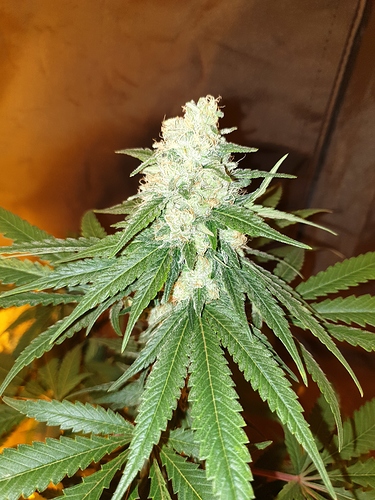 Growreport Bild 23