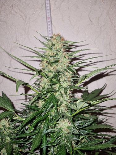 Growreport Bild 2