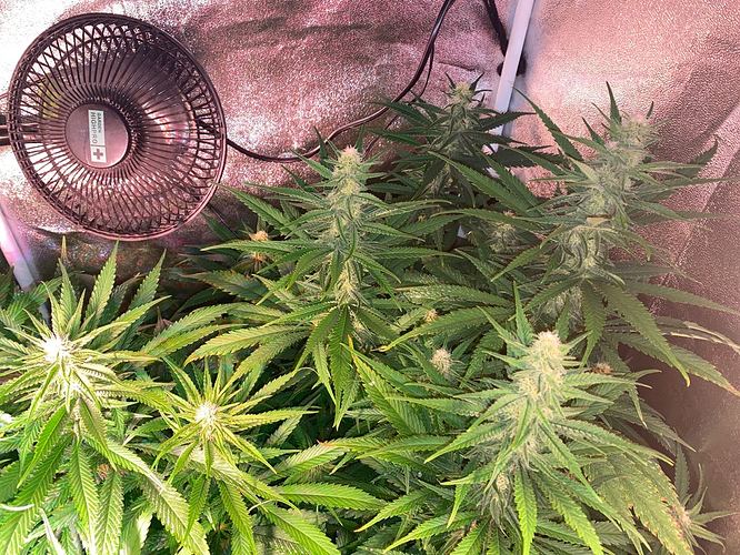 Growreport Bild 26