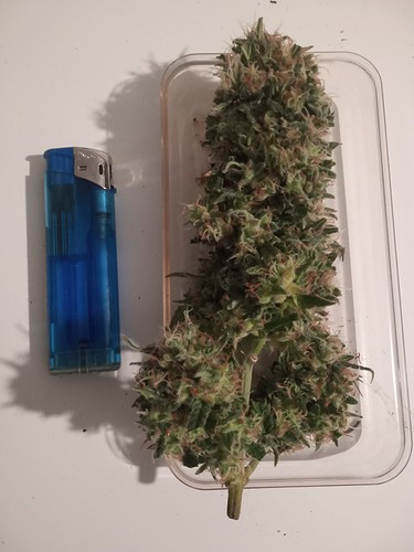 Growreport Bild 37