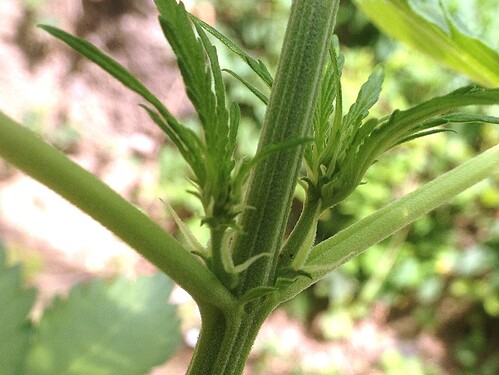 Growreport Bild 28