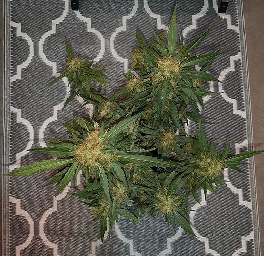 Growreport Bild 8
