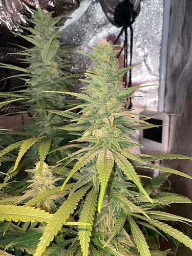Growreport Bild 29