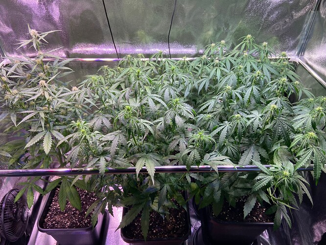 Growreport Bild 5