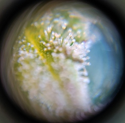 Growreport Bild 10