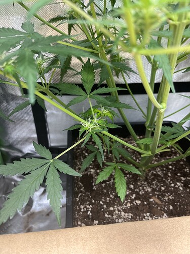 Growreport Bild 7