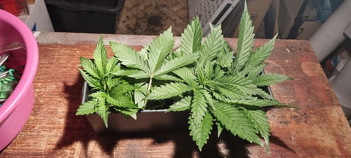 Growreport Bild 12