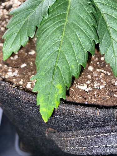 Growreport Bild 3