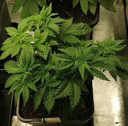 Growreport Bild 5