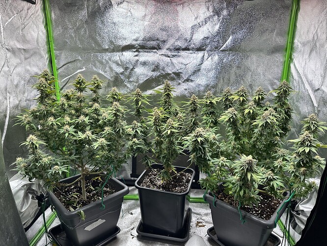 Growreport Bild 1