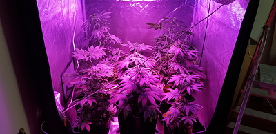 Growreport Bild 7