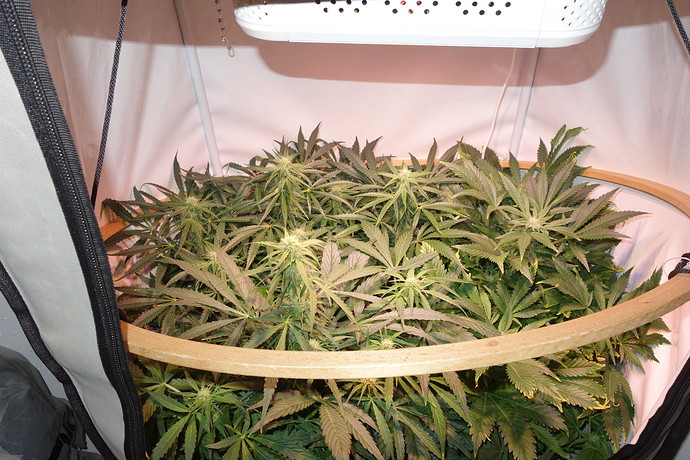 Growreport Bild 1