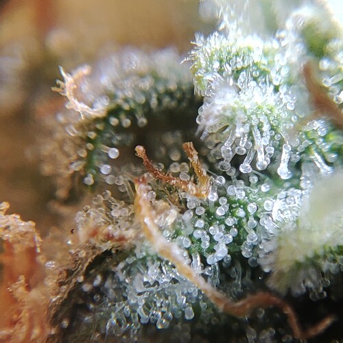 Growreport Bild 42