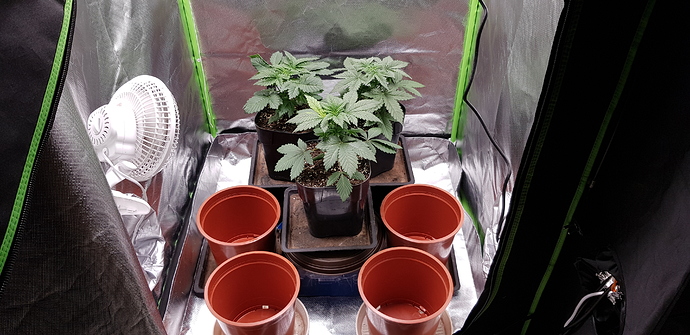 Growreport Bild 8