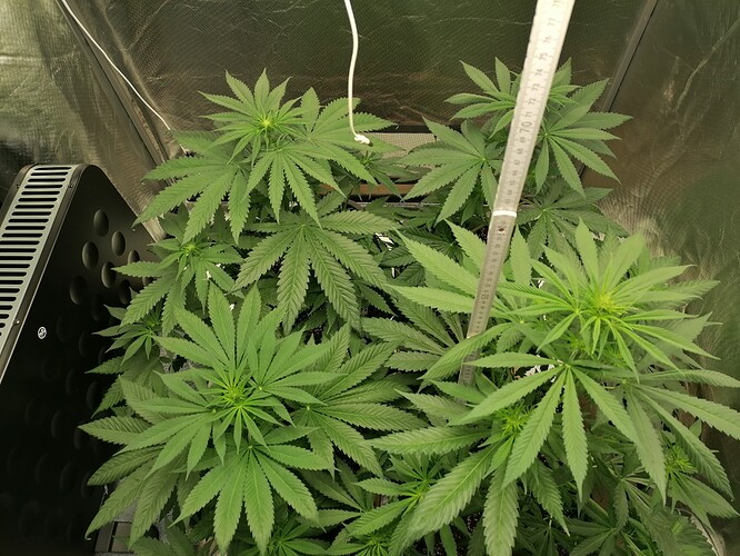 Growreport Bild 4
