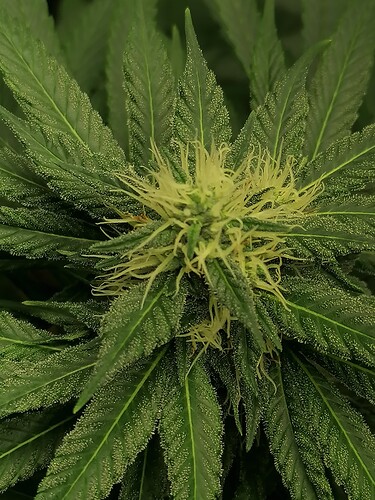 Growreport Bild 7