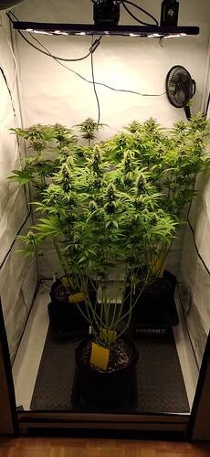 Growreport Bild 3