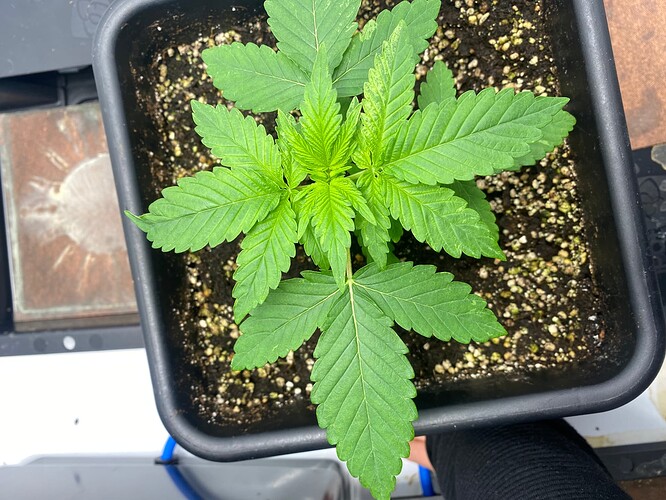 Growreport Bild 5