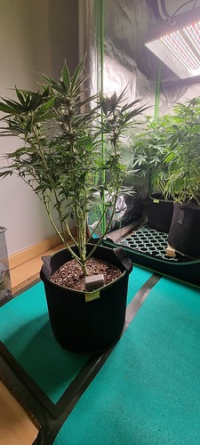 Growreport Bild 3