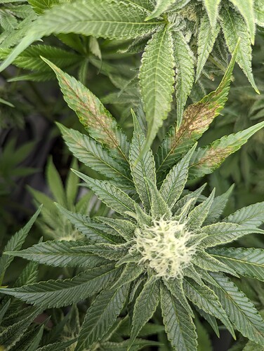 Growreport Bild 8