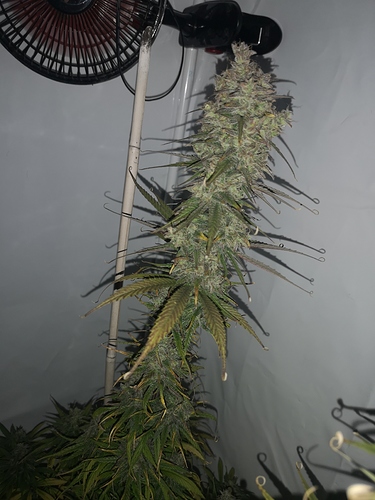 Growreport Bild 5
