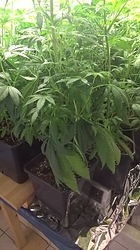 Growreport Bild 7