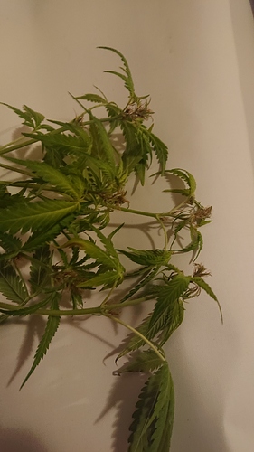 Growreport Bild 8