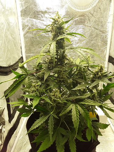 Growreport Bild 8