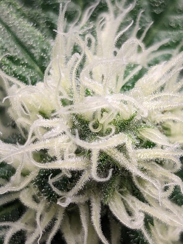 Growreport Bild 3