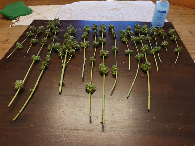 Growreport Bild 8