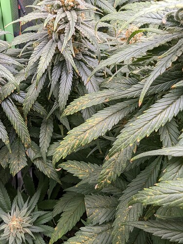 Growreport Bild 9