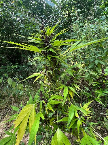 Growreport Bild 2