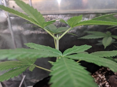 topped_cannabis2