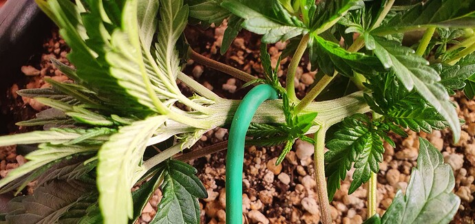 Growreport Bild 8
