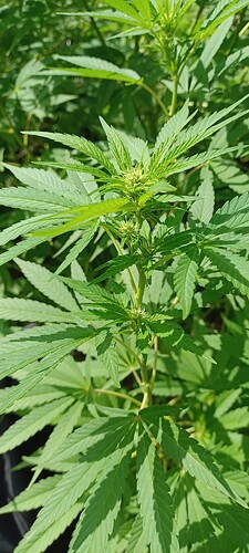 Growreport Bild 7